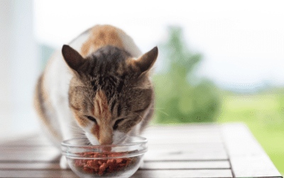 Wash Your Pet’s Dishes After Every Single Use, Seriously