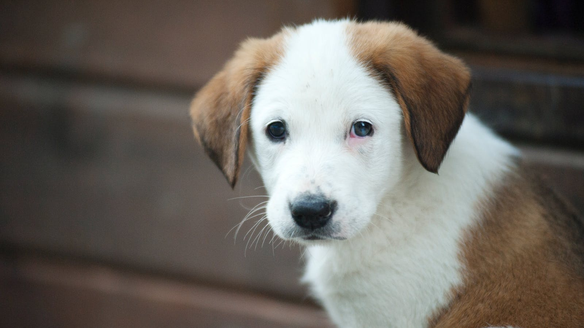 Pet InHouse Diagnostics In Fort Smith, AR 72908 Arkansas Veterinary Clinic