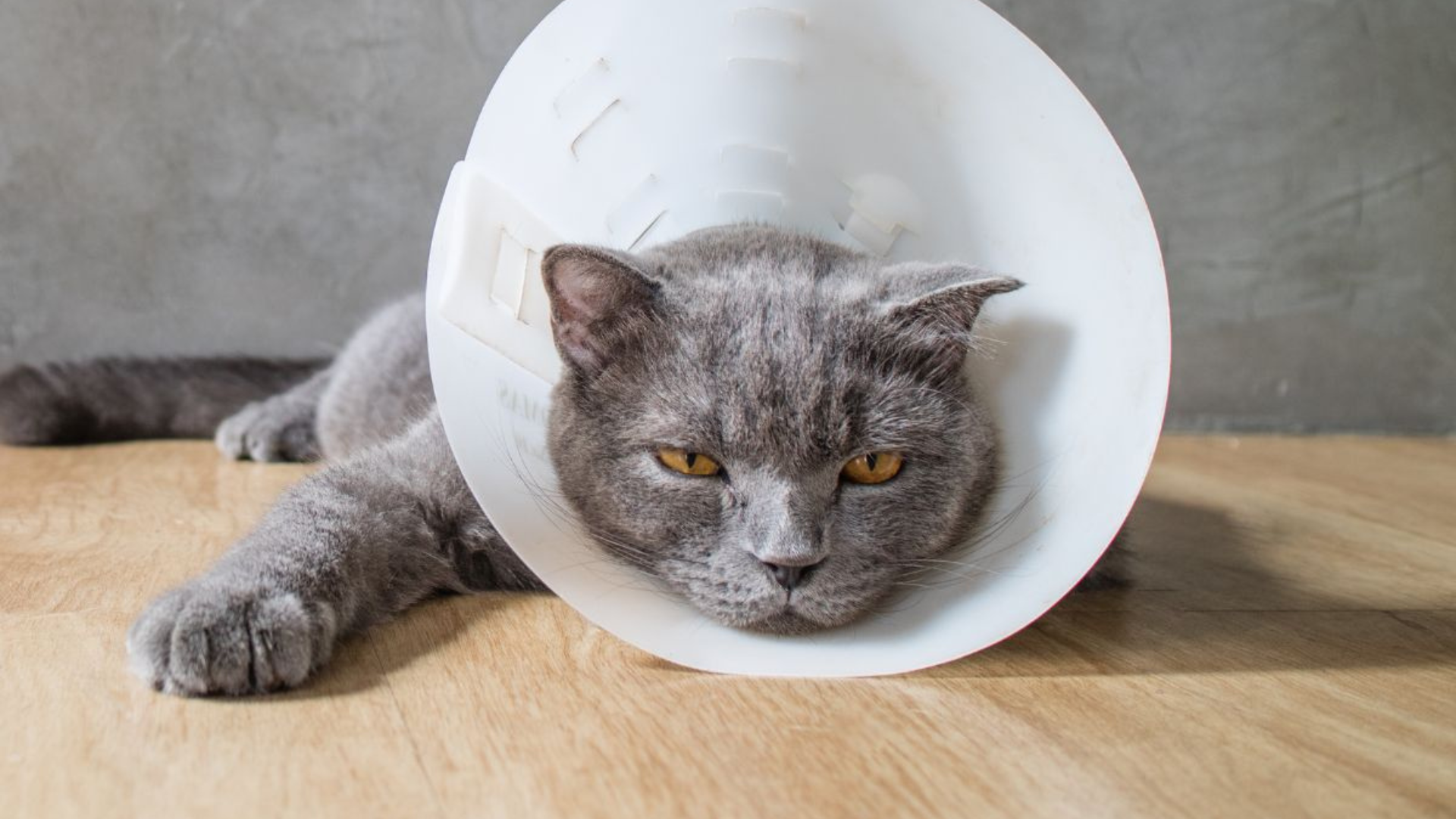 Pet Surgery & Pain Management In Fort Smith, AR 72908 Arkansas