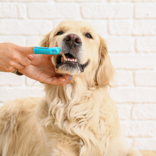 Vet examine dog's teeth