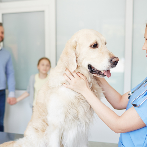 Dog with veterinary doctor