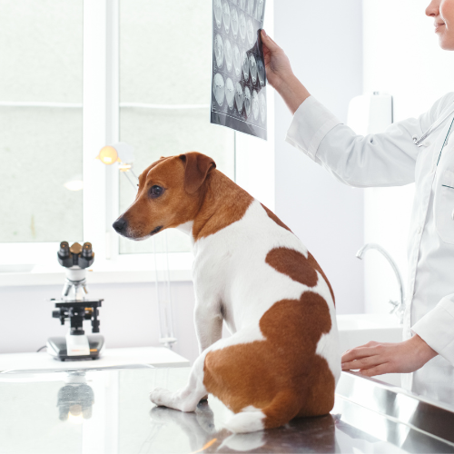 Vet examine x-ray with dog