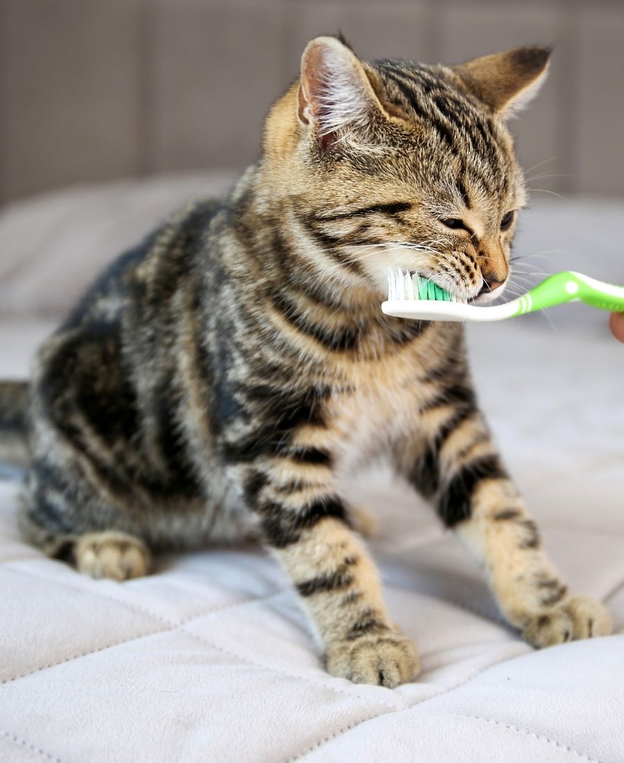 A person brushes a cat's teeth