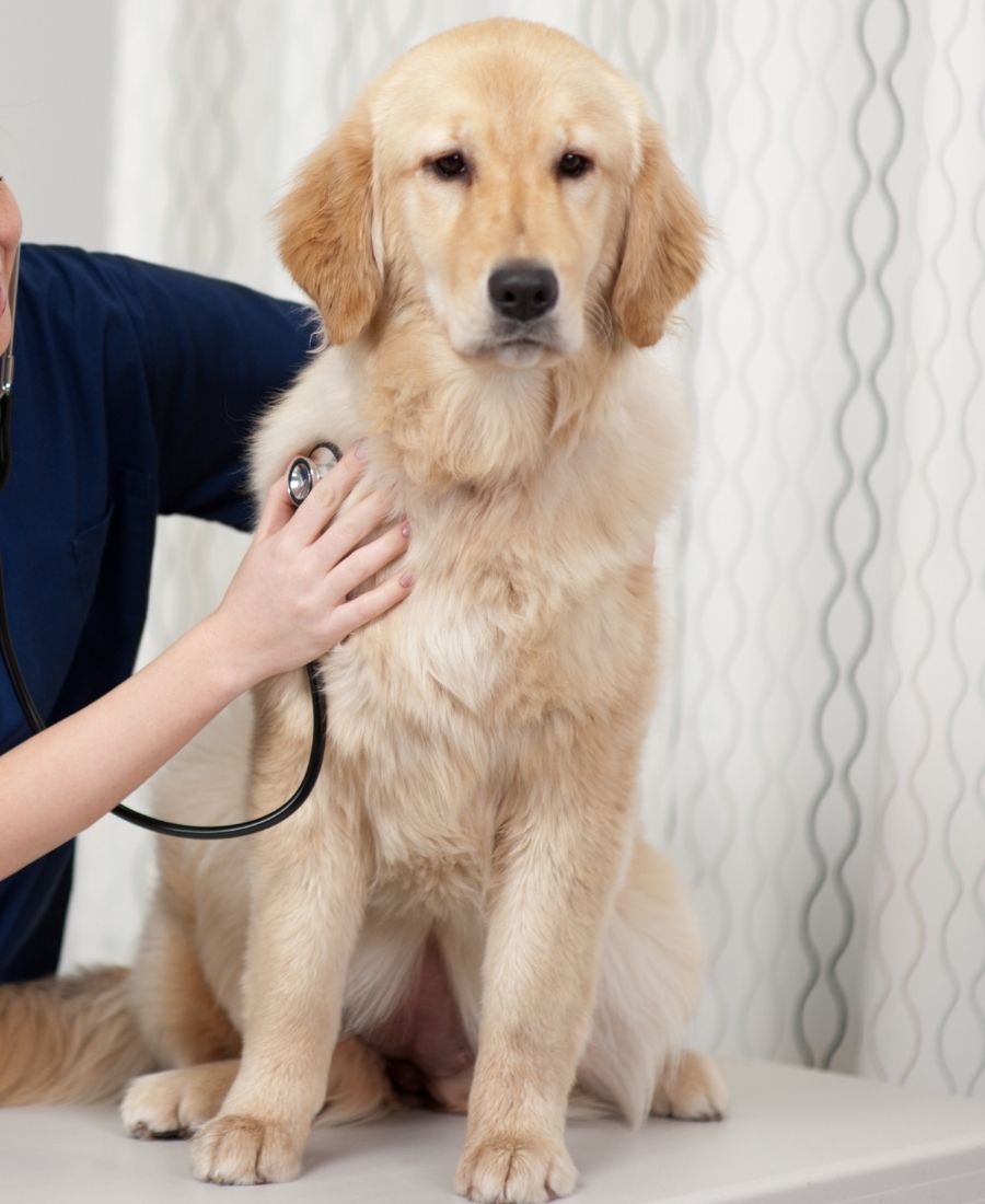 A vet examines a dog with a stethoscope