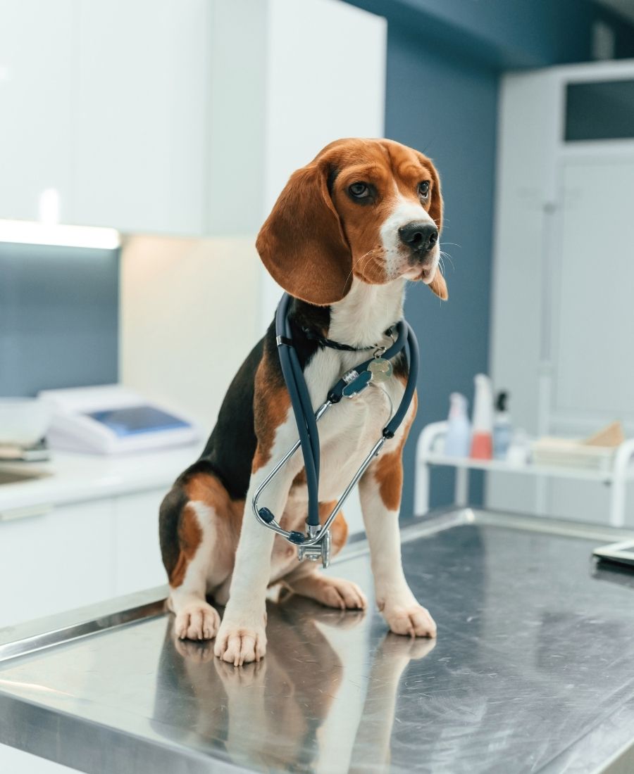 A dog is sitting on the table in clinic