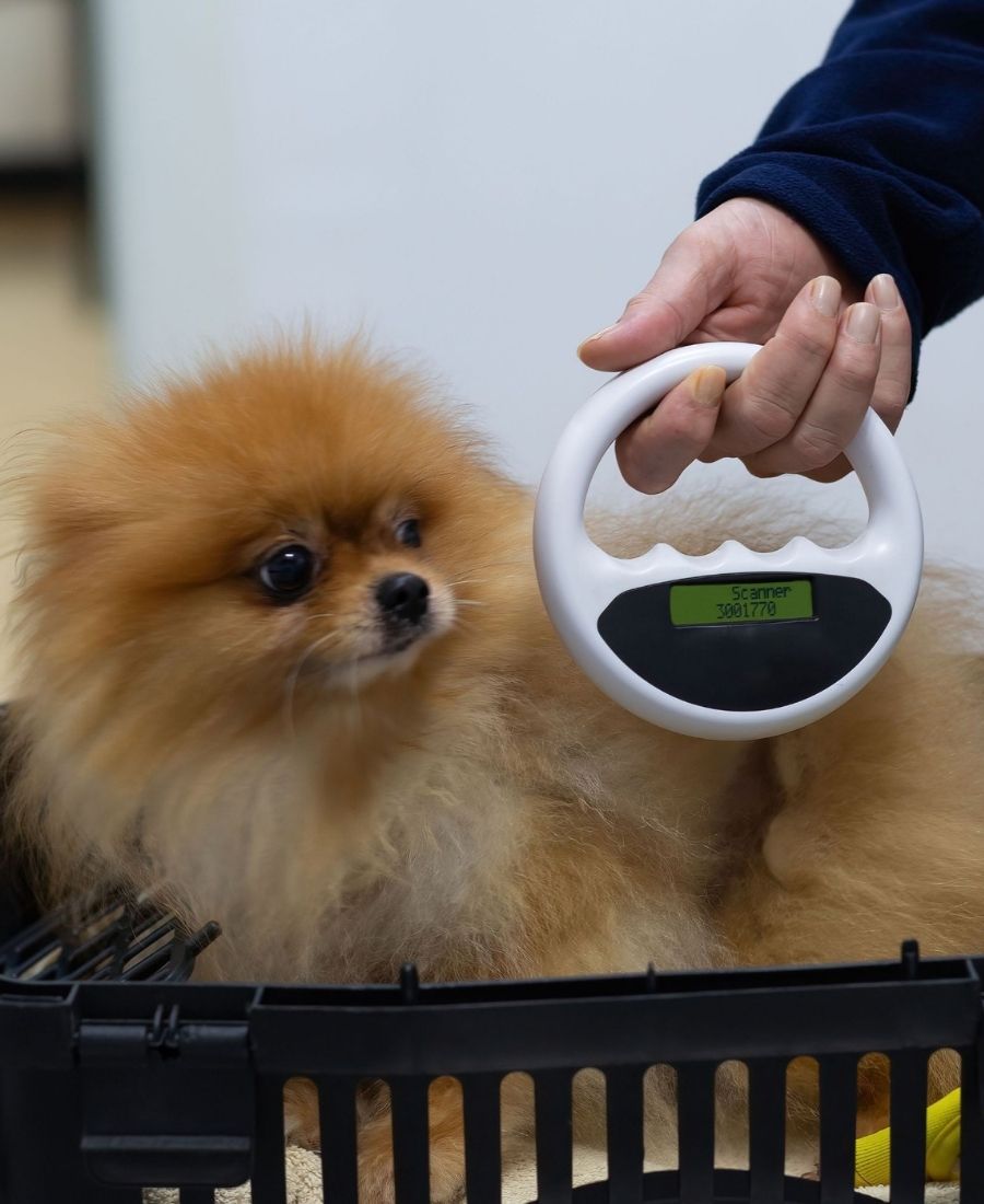Veterinarian scanning a dog's body for a chip