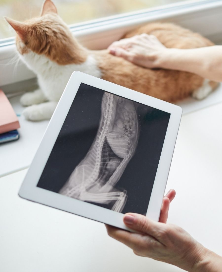 A vet examines an X-ray of a cat