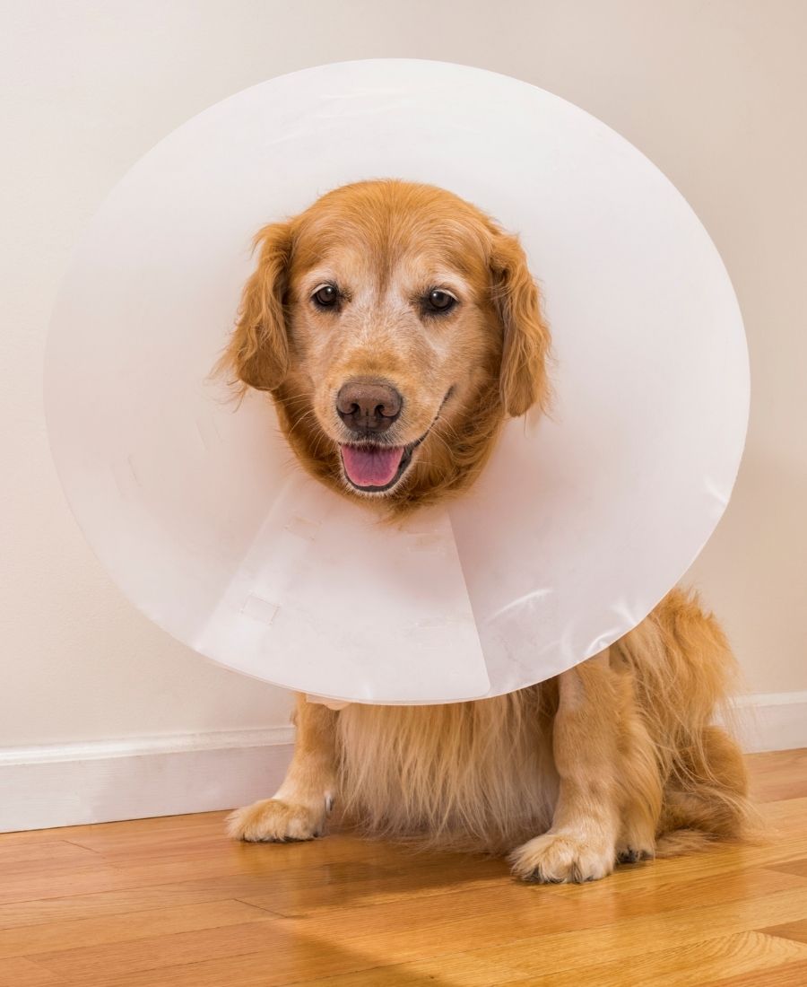 Senior dog wearing e-collar after surgery