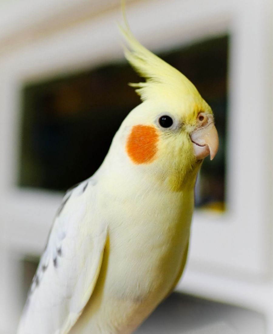 avian-1 A colorful cockatiel